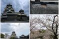 熊本城に桜を見に行きました